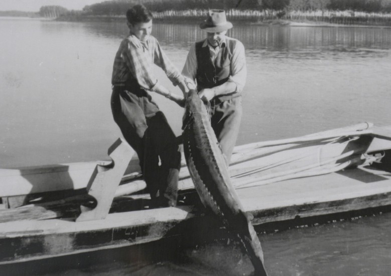 Sturgeon fishing in the Po river, around 1930